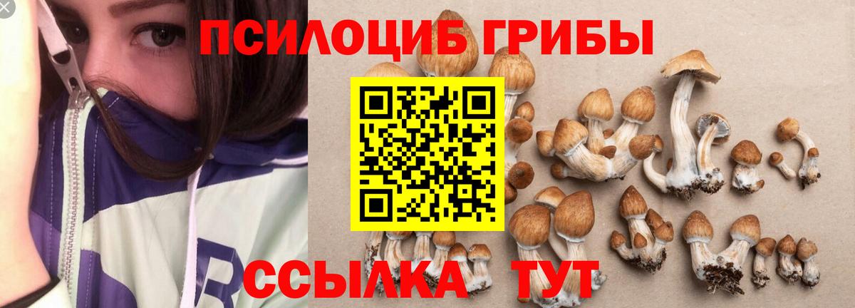 Галлюциногенные грибы Psilocybe  Псилоцибиновые грибы прущие грибы  Зима  Вход с VPN 
